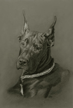 deutsche-dogge-portraitdeutsche-dogge-portrait.png