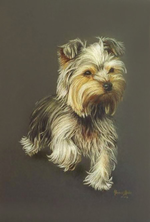 yorkshire-terrier-portraityorkshire-terrier.png